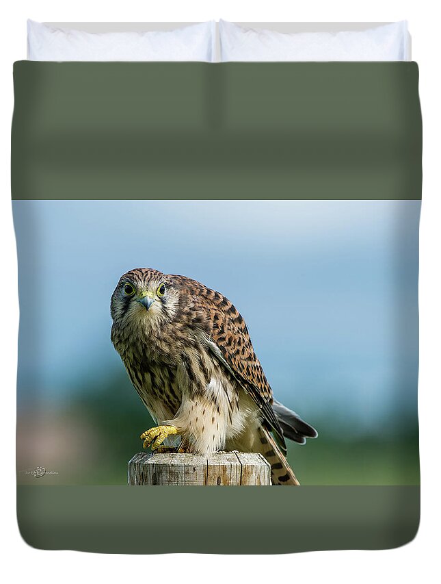 Kestrel Duvet Cover featuring the photograph A beautiful young kestrel looking behind you by Torbjorn Swenelius