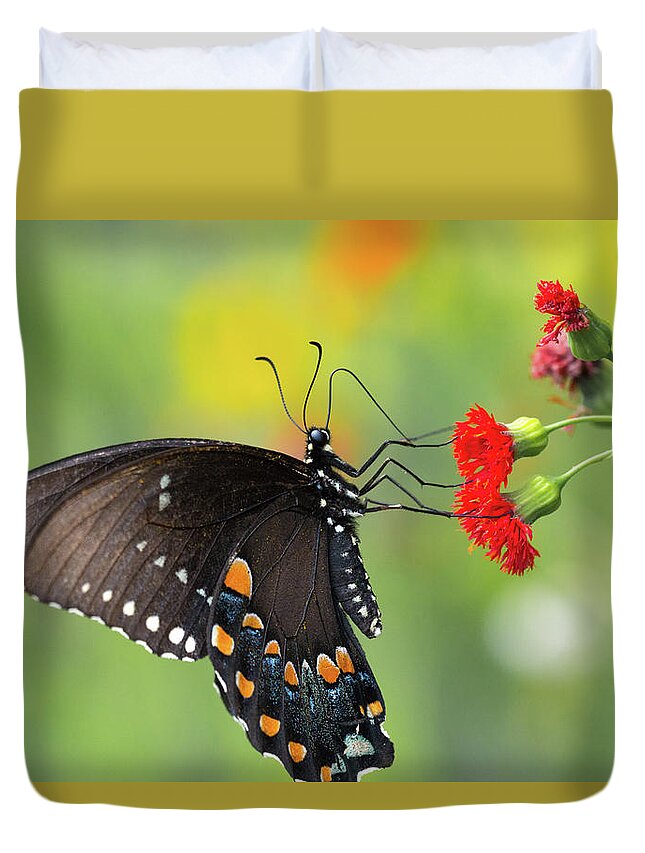 Butterfly Butterflies Flower Flowers Insect Closeup Close Up Close-up Outside Wild Life Outdoors Nature Natural Botany Botanic Botanical Garden Gardening Ma Mass Massachusetts Newengland New England Brian Hale Brianhalephoto Duvet Cover featuring the photograph A butterfly by Brian Hale