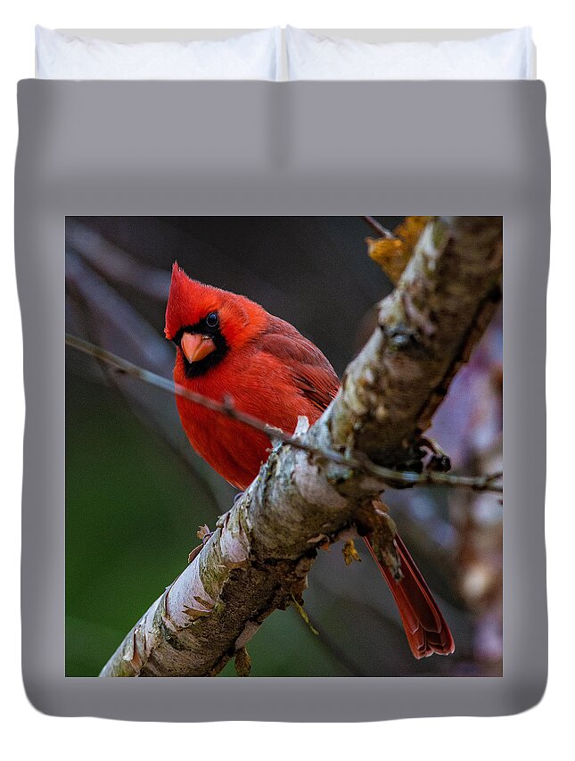 A Cardinal In Spring Prints Duvet Cover featuring the photograph A Cardinal In Spring  by John Harding