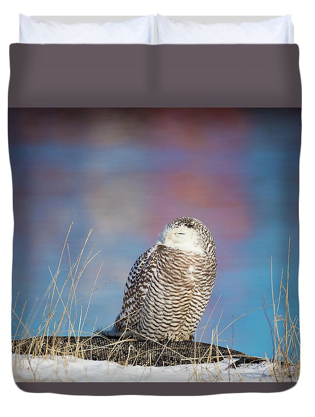 Snowy Owl Snowyowl Owls Colorful Water Atlantic Ocean Providence Ri Rhode Island New England Newengland Outside Outdoors Nature Natural Wild Life Wildlife Reflections Water Sea Seaside Snow Closeup Bird Ornithology Duvet Cover featuring the photograph A Colorful Snowy Owl by Brian Hale