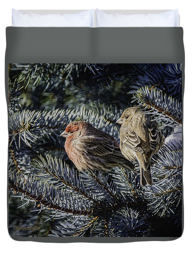 Day Duvet Cover featuring the photograph A Couple of House Finch by LeeAnn McLaneGoetz McLaneGoetzStudioLLCcom