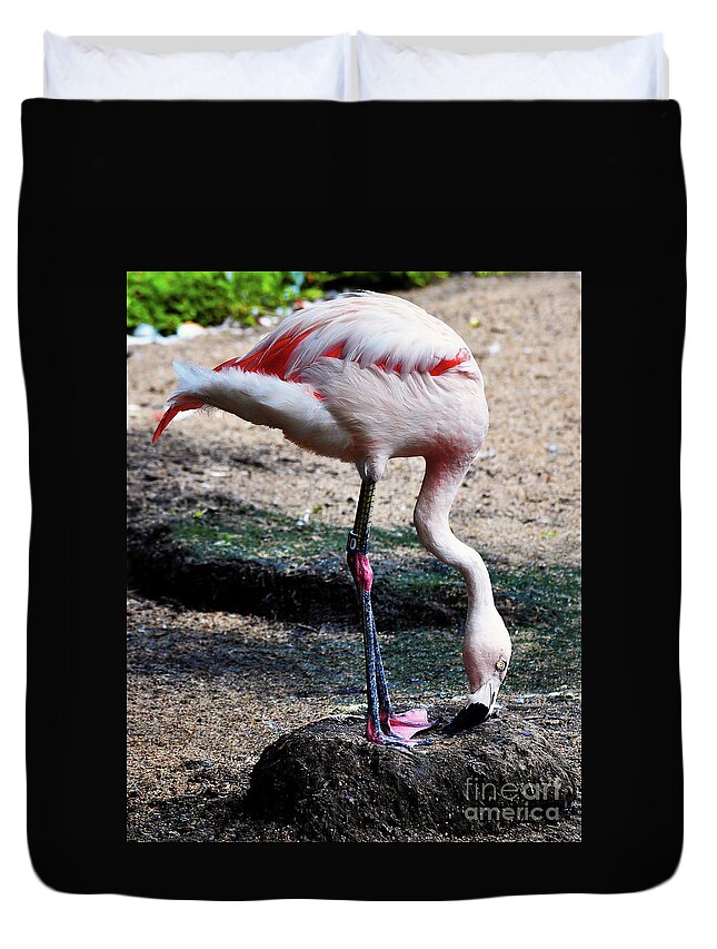 Houston Zoo. Flamingo Duvet Cover featuring the photograph A Flamingos Take On A Headstand by Frances Ann Hattier
