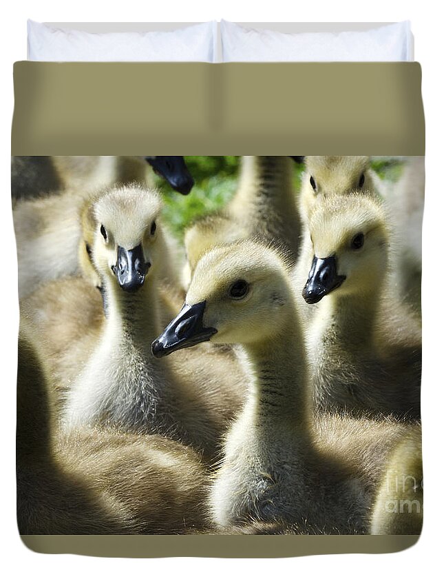 Gaggle Duvet Cover featuring the photograph A Gaggle Of Geese by Bob Christopher