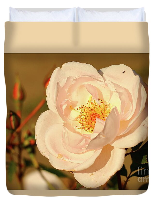 Salmon Colored Rose Duvet Cover featuring the photograph A Glorious View by Christiane Schulze Art And Photography