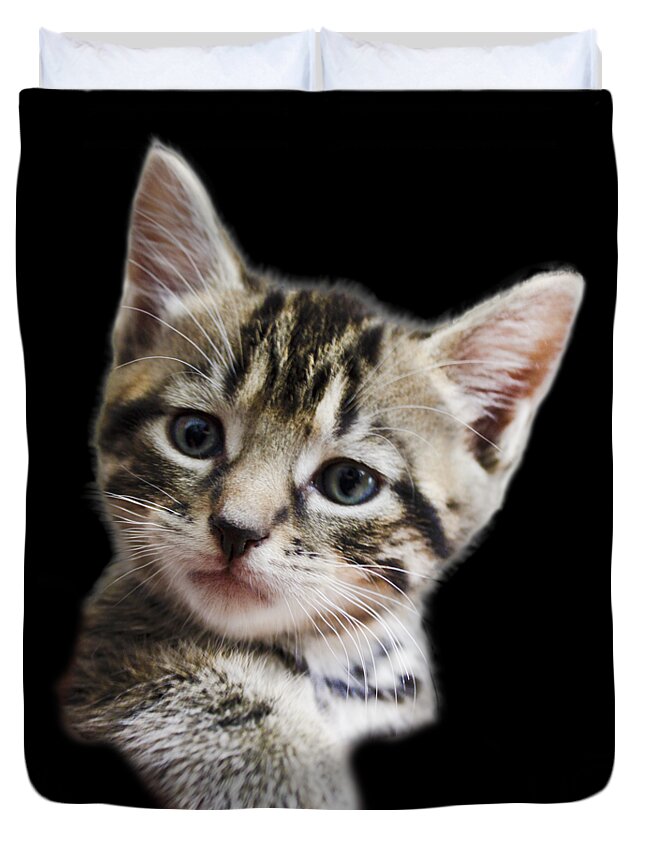 Cat Duvet Cover featuring the photograph A Kittens Helping Hand on a transparent background by Terri Waters