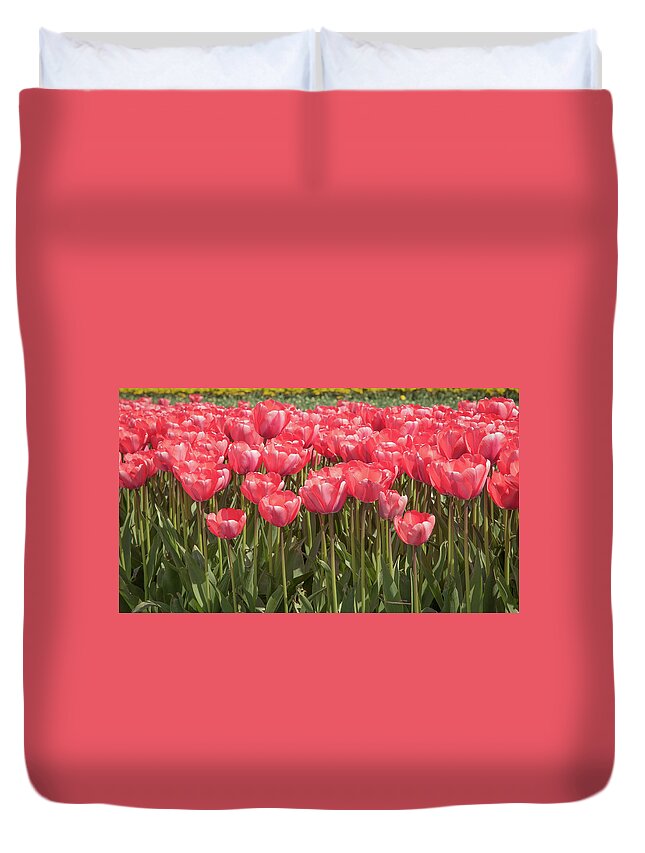 Tulip Duvet Cover featuring the photograph A lot of red tulips by Tim Abeln
