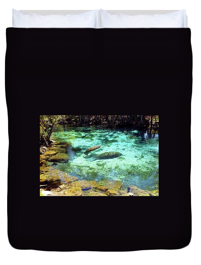 Three Sisters Springs Duvet Cover featuring the photograph A Manatee Calf and Cow by Judy Wanamaker