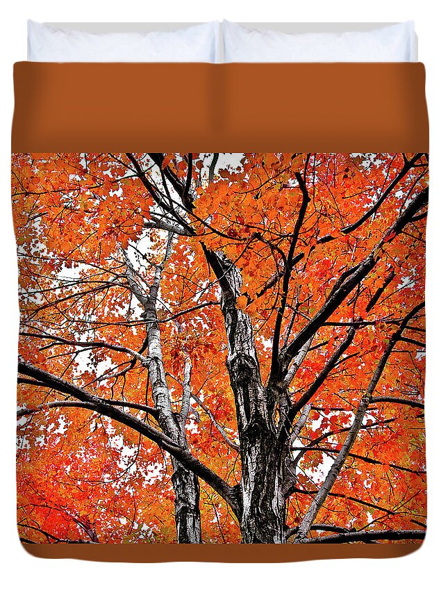 Tree Duvet Cover featuring the photograph A New Beginning by Reynaldo Williams
