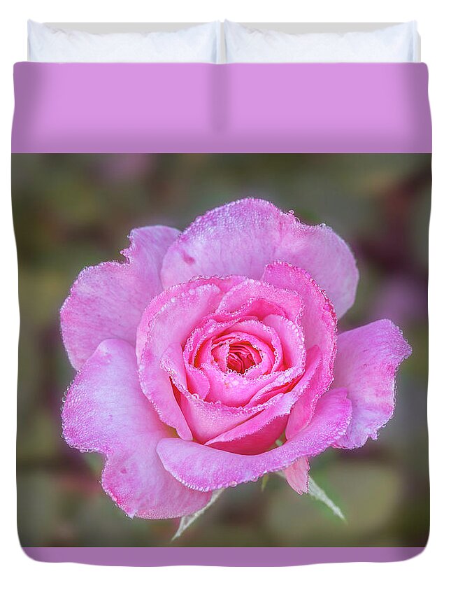 Rose Duvet Cover featuring the photograph A pink rose kissed by morning dew. by Usha Peddamatham