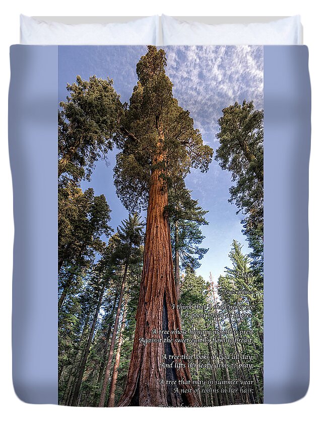 Sequoia Duvet Cover featuring the photograph A poem lovely as a tree.  by Phil Abrams