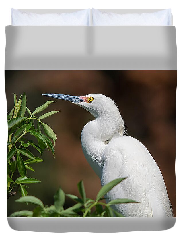 Wildlife Duvet Cover featuring the photograph A Resting Snowy Egret by Kenneth Albin
