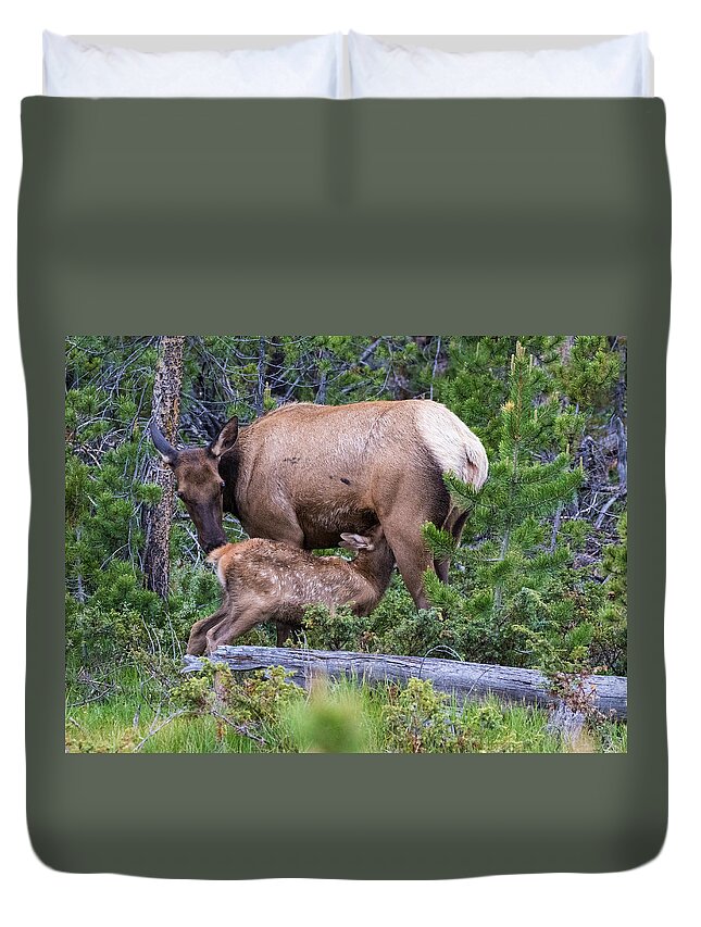 Elk Calf Duvet Cover featuring the photograph A Sweet Moment In Time by Mindy Musick King