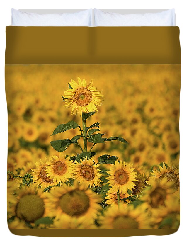Sunflower Duvet Cover featuring the photograph Above the Crowd by Joe Kopp
