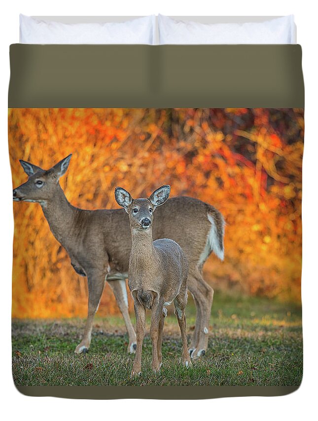 Deer Duvet Cover featuring the photograph Acadia Deer by Darren White