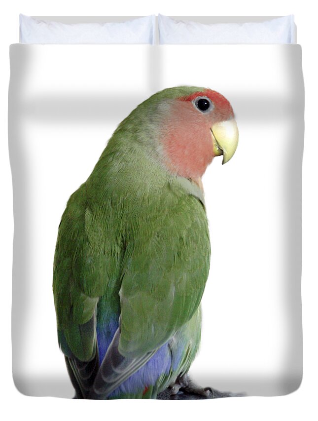 Bird Duvet Cover featuring the photograph Adorable Pickle on a transparent background by Terri Waters