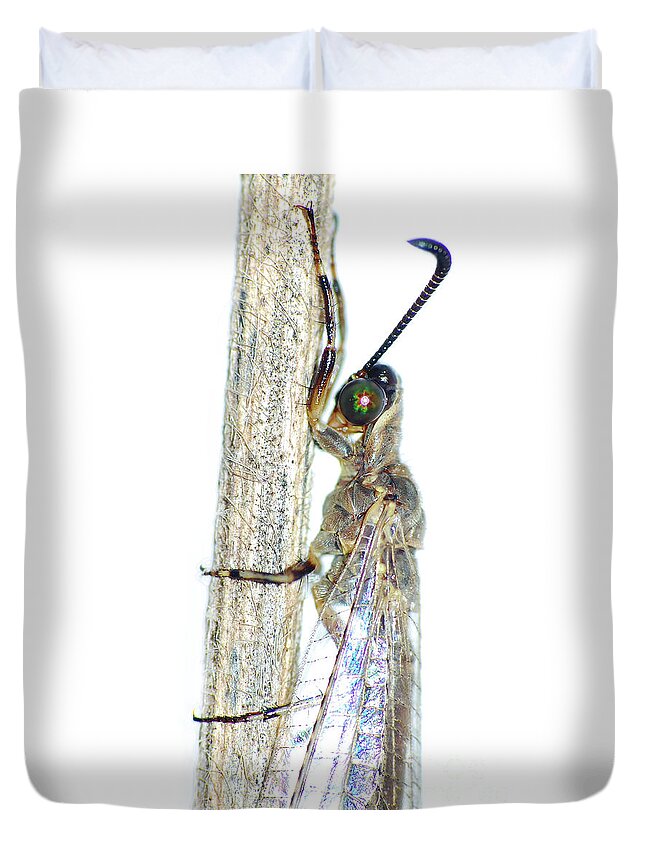Bug Duvet Cover featuring the photograph Adult Ant Lion by Larah McElroy