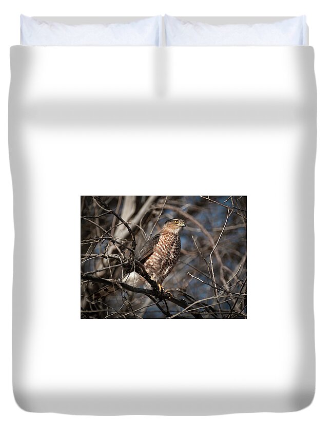 Hawk Duvet Cover featuring the photograph Adult Coopers Hawk by Rick Mosher