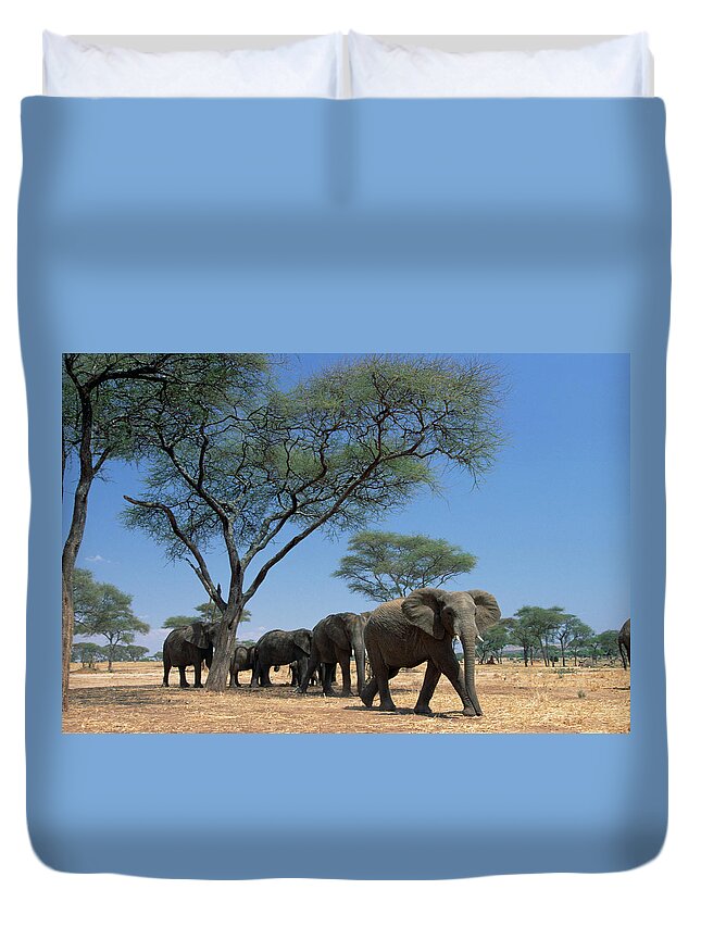 Mp Duvet Cover featuring the photograph African Elephant Loxodonta Africana by Gerry Ellis