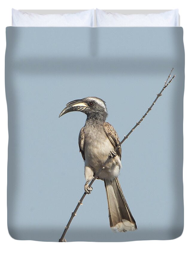 Photography Duvet Cover featuring the photograph African Grey Hornbill Tockus Nasutus by Panoramic Images