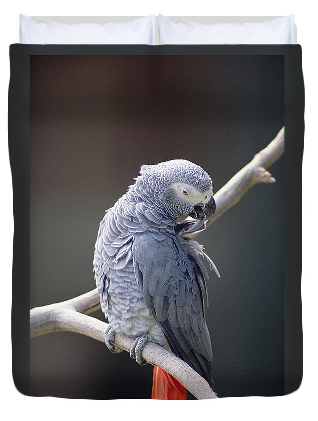 Mp Duvet Cover featuring the photograph African Grey Parrot Psittacus Erithacus by Gerry Ellis