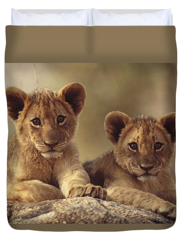 00171961 Duvet Cover featuring the photograph African Lion Cubs Resting On A Rock by Tim Fitzharris