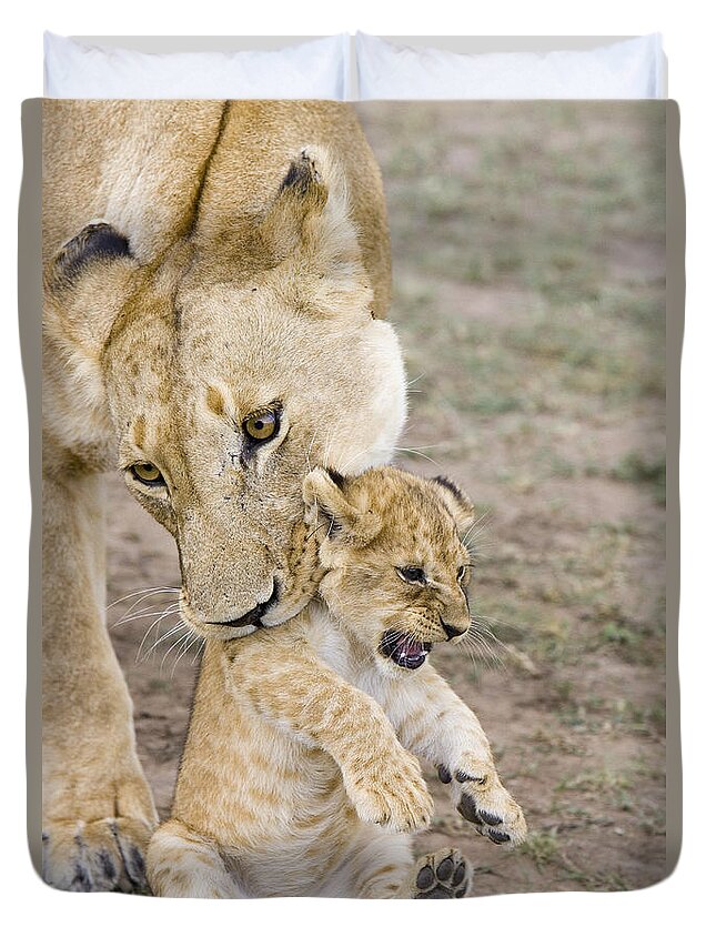 00761319 Duvet Cover featuring the photograph African Lion Mother Picking Up Cub by Suzi Eszterhas