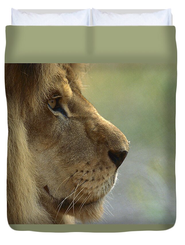 Mp Duvet Cover featuring the photograph African Lion Panthera Leo Male Portrait by Zssd