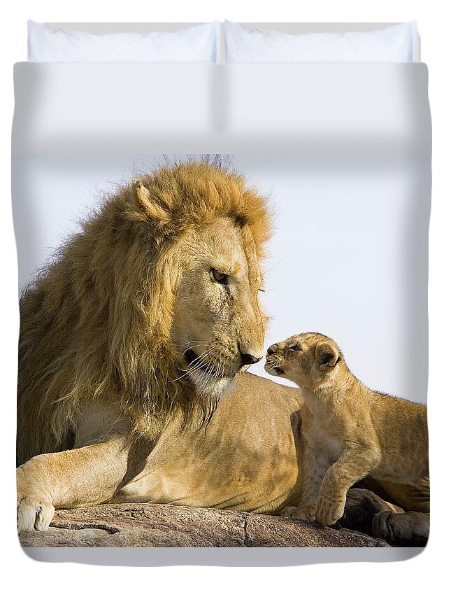 Mp Duvet Cover featuring the photograph African Lion Panthera Leo Seven by Suzi Eszterhas