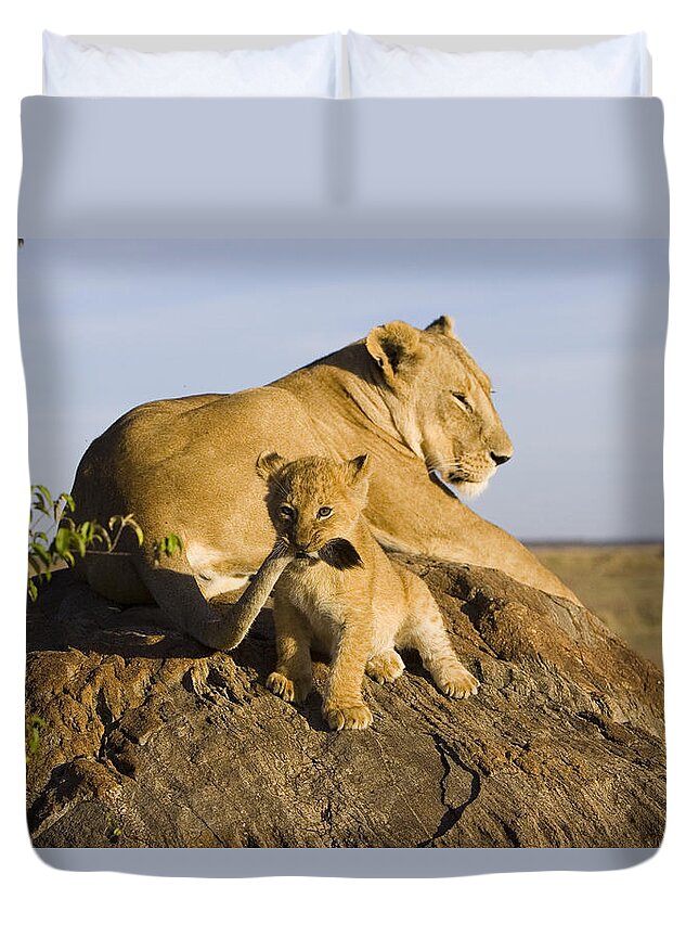 Mp Duvet Cover featuring the photograph African Lion With Mother's Tail by Suzi Eszterhas