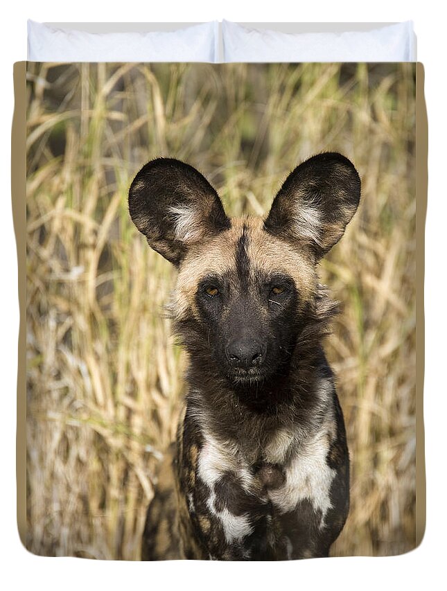 00426044 Duvet Cover featuring the photograph African Wild Dog Okavango Delta Botswana by Suzi Eszterhas