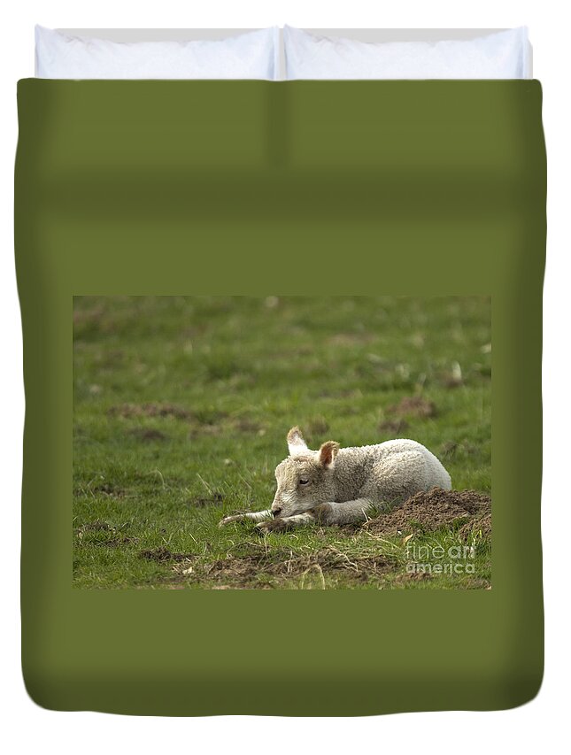 Lamb Duvet Cover featuring the photograph Afternoon Nap by Ang El