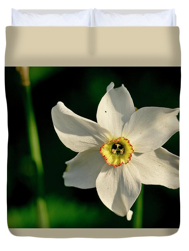 Forest Duvet Cover featuring the photograph Afternoon of Narcissus Poeticus. by Elena Perelman