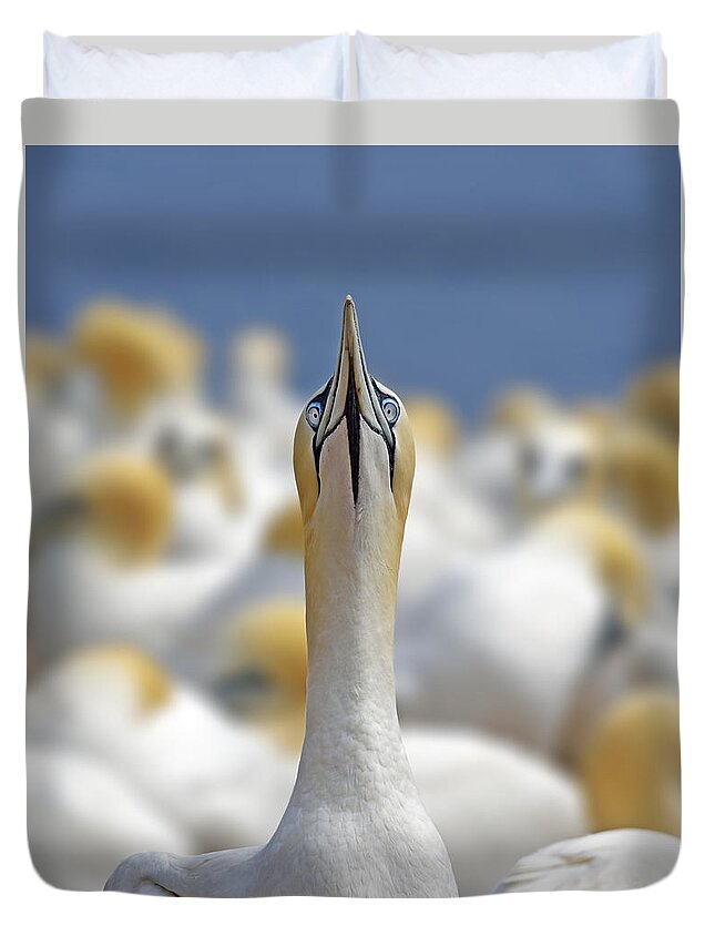 Northern Gannet Duvet Cover featuring the photograph Ahead by Tony Beck