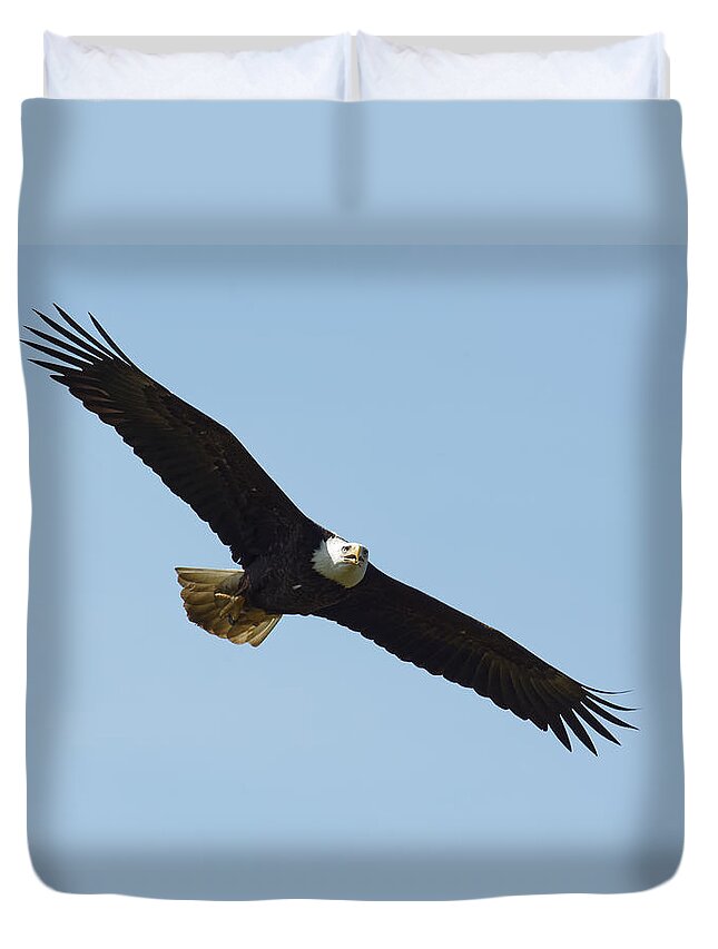 Darin Volpe Wildlife Duvet Cover featuring the photograph Airborne - Bald Eagle at Kalifornsky, Alaska by Darin Volpe