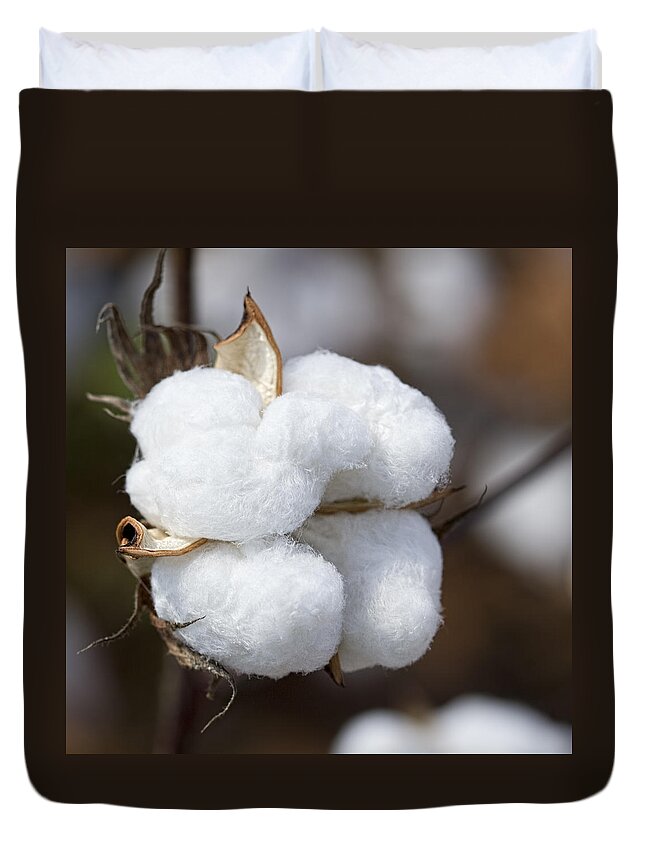 Cotton Duvet Cover featuring the photograph Alabama Cotton Boll by Kathy Clark