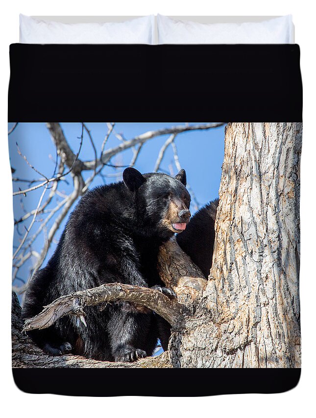 Sam Amato Photography Duvet Cover featuring the photograph Alaska Black Bear in a tree by Sam Amato