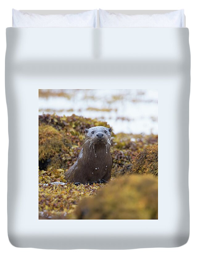 Otter Duvet Cover featuring the photograph Alert Female Otter by Pete Walkden