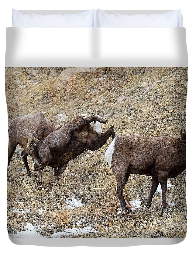 Bighorn Sheep Duvet Cover featuring the photograph All In by Jim Garrison