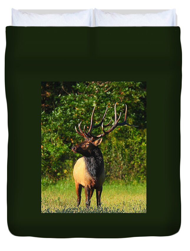 Bull Elk Duvet Cover featuring the photograph Alpha Bull Elk in Boxley Valley by Michael Dougherty