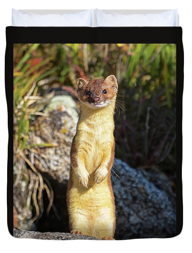 Long-tailed Weasel Duvet Cover featuring the photograph Alpine Tundra Weasel #3 by Mindy Musick King