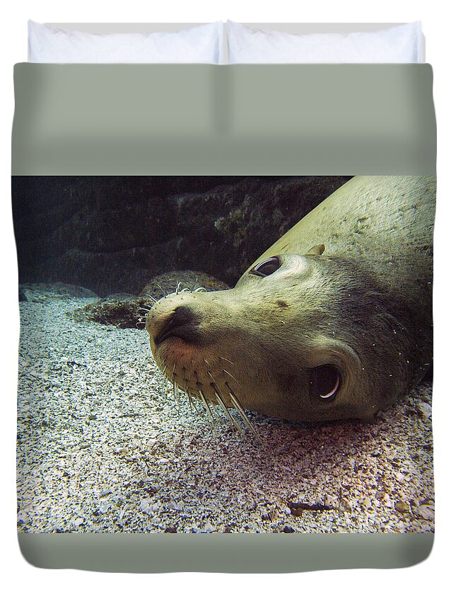 Underwater Duvet Cover featuring the photograph Am I cute? asks the sea lion by Matt Swinden