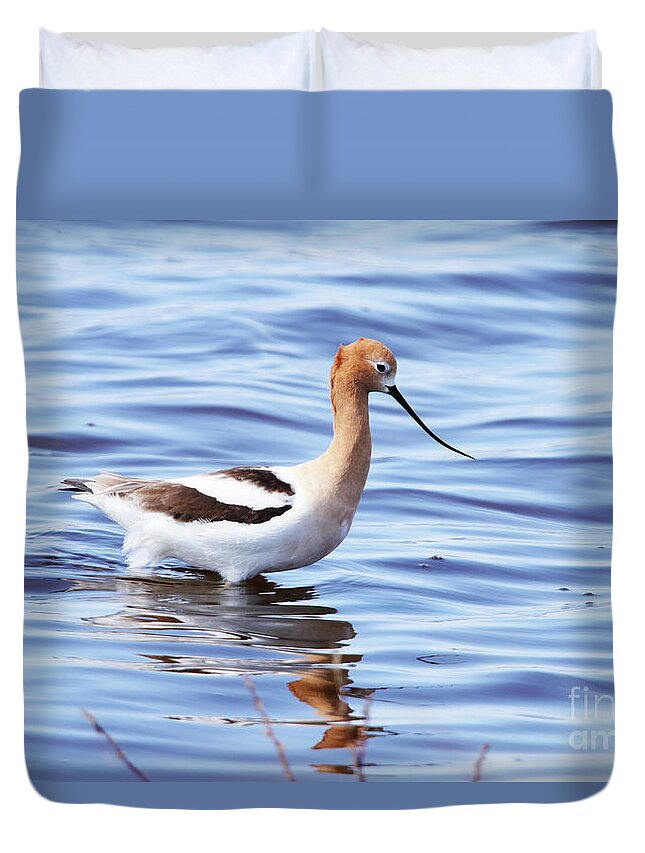 American Avocet Duvet Cover featuring the photograph American Avocet by Alyce Taylor
