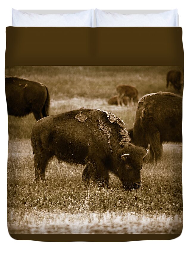 American West Duvet Cover featuring the photograph American Bison Grazing - BW by Chris Bordeleau
