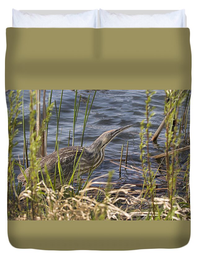 American Bittern Duvet Cover featuring the photograph American Bittern hunting by Don Anderson