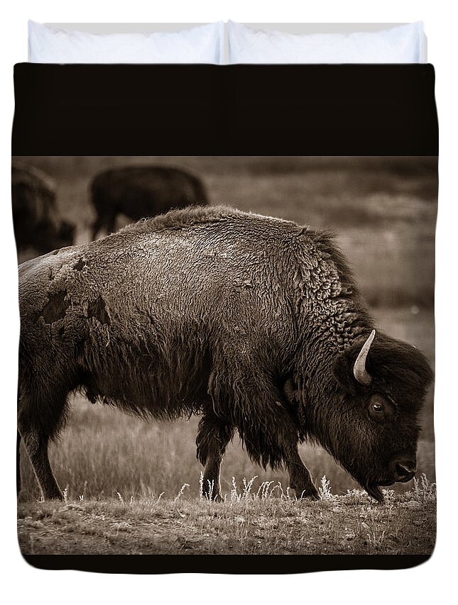 American West Duvet Cover featuring the photograph American Buffalo Grazing by Chris Bordeleau