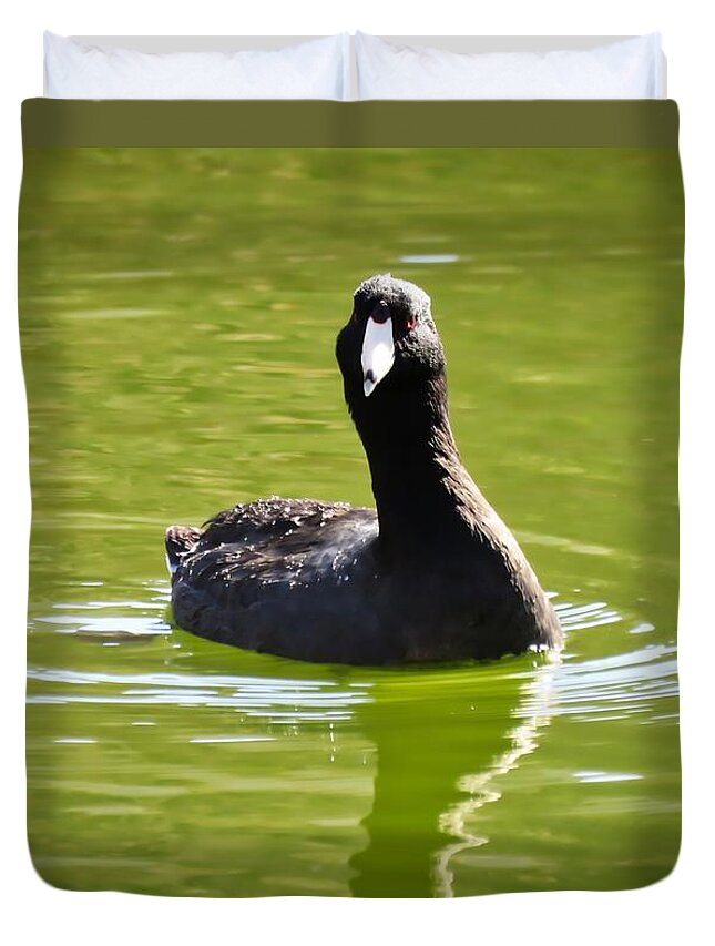 American Coot Duvet Cover featuring the photograph American Coot Portrait by Judy Kennedy