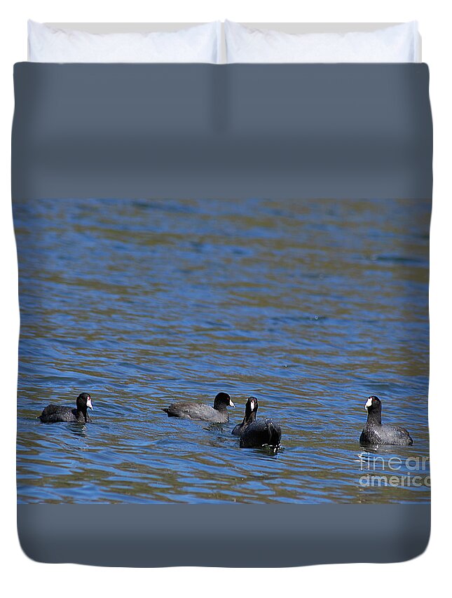 American Coots Duvet Cover featuring the photograph American Coots 20120405_216a by Tina Hopkins