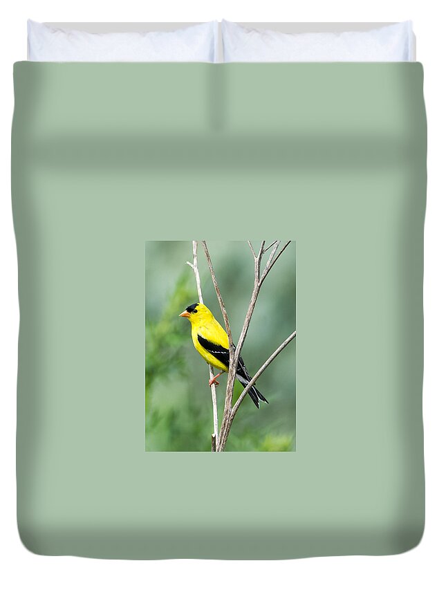 American Goldfinch Duvet Cover featuring the photograph American Goldfinch  by Holden The Moment