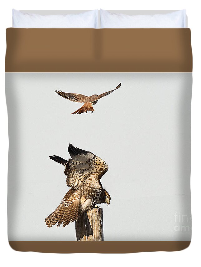 Bird Duvet Cover featuring the photograph American Kestrel Bombards Red Tailed Hawk by Dennis Hammer