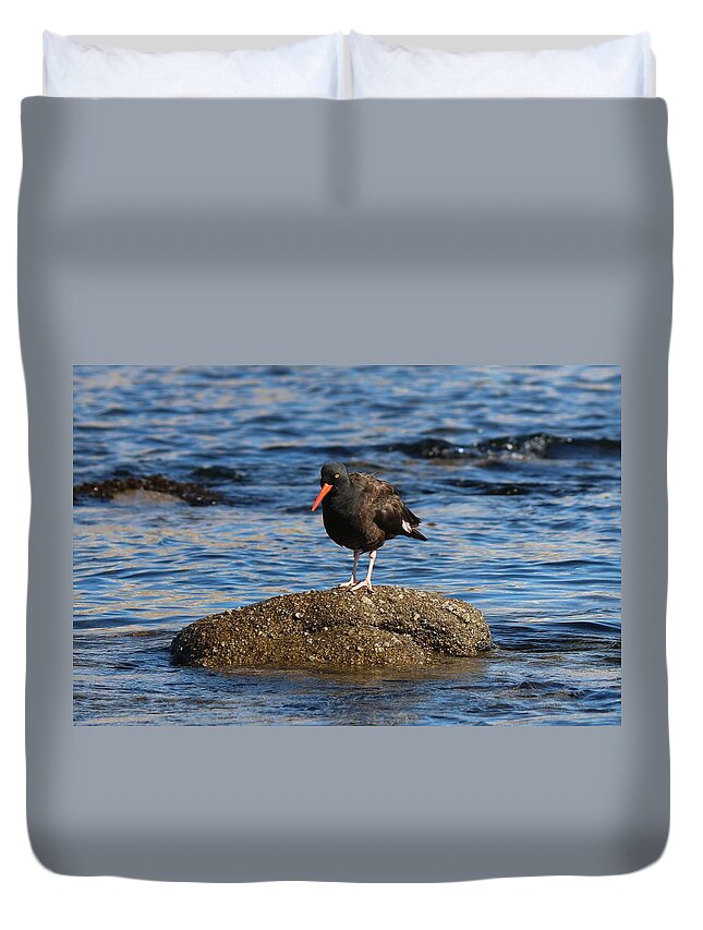 American Duvet Cover featuring the photograph American Oystercatcher - 2 by Christy Pooschke